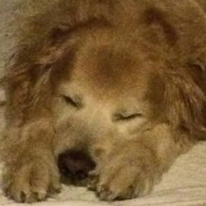 Meet your Posher, Lou